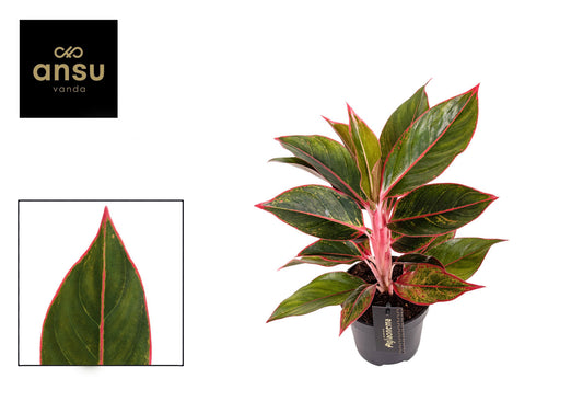 Ansu Aglaonema Jungle Red Pack of 6