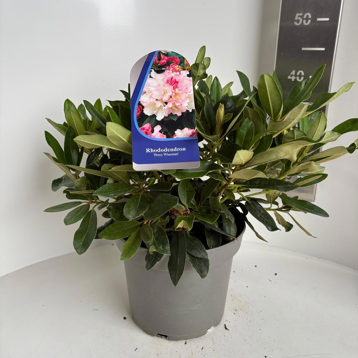 Rhododendron Percy Wiseman 40cm 23cm Pot