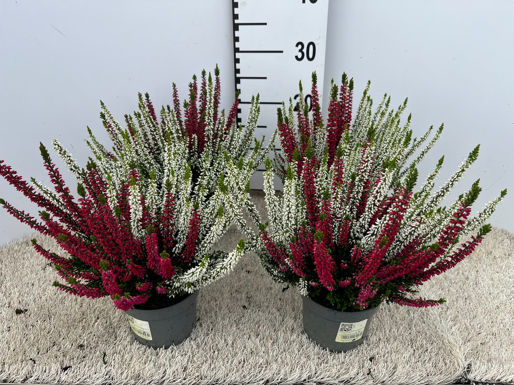 Calluna Garden Girls twin 20cm 12cm Pot