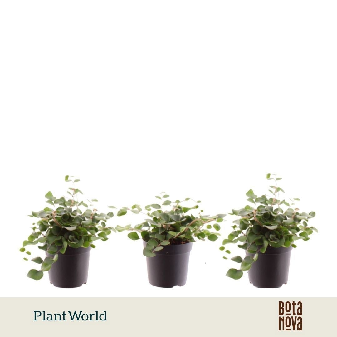 Plantworld Jogrow Pellaea rotundifolia Pack of 16
