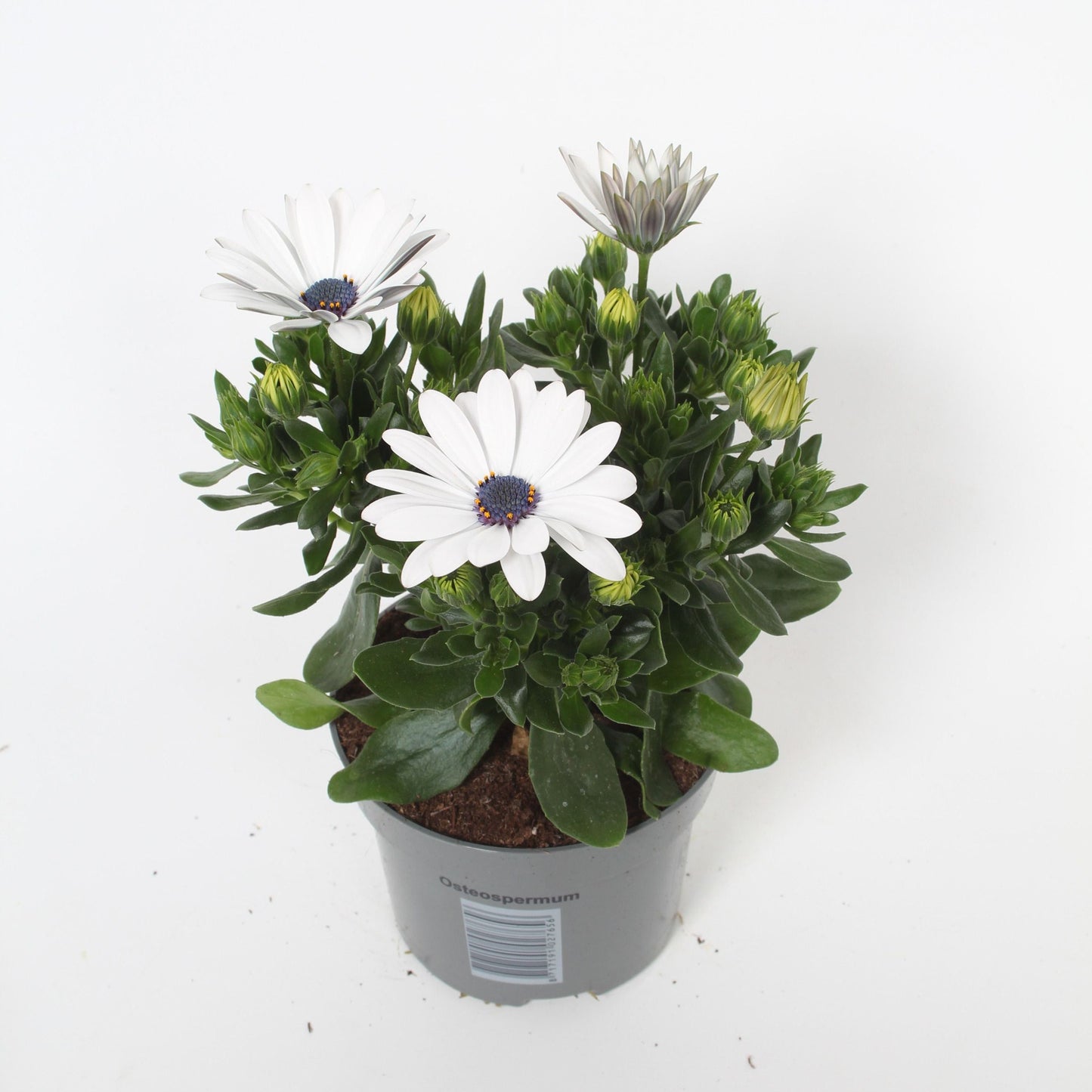Osteospermum Senorita Blanca 25cm 510cm Pot