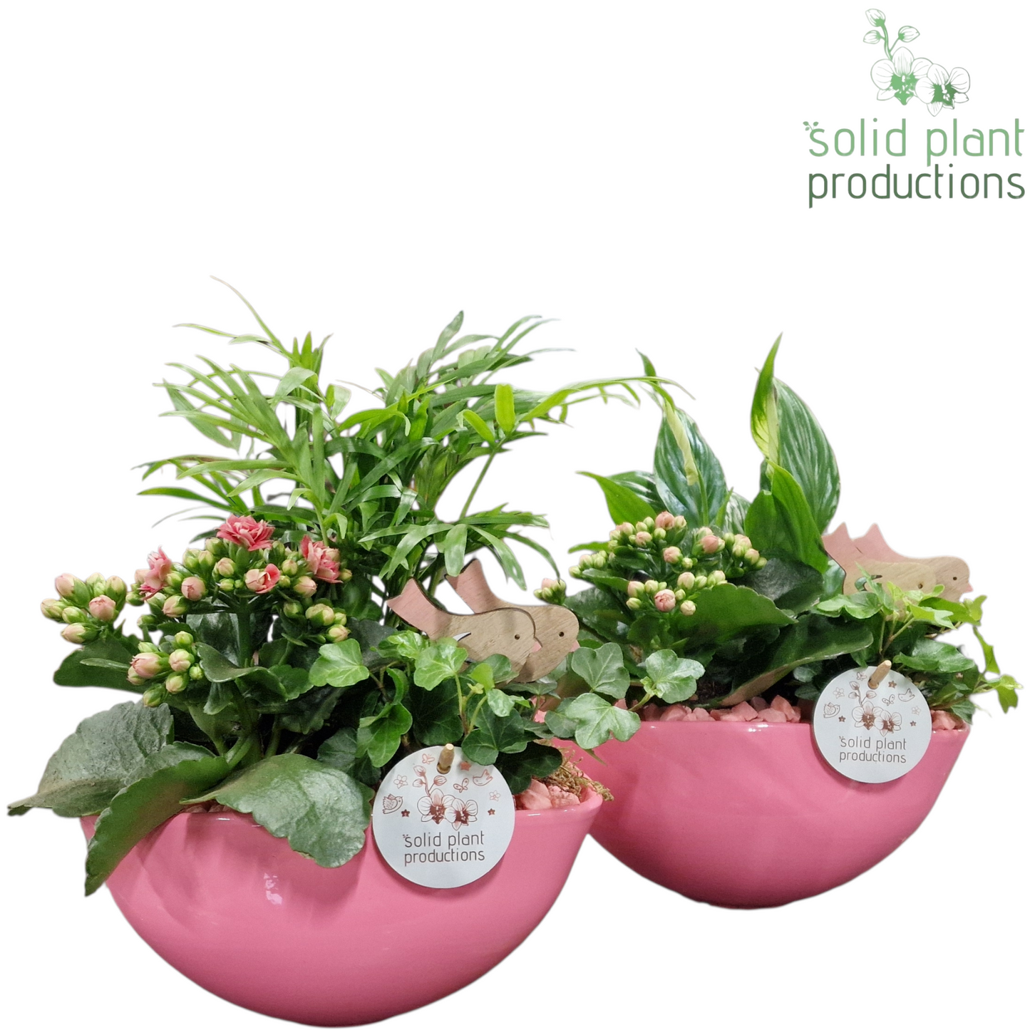 Solid Plant Productions SC005 Evelyn Pink Mix Pack of 4