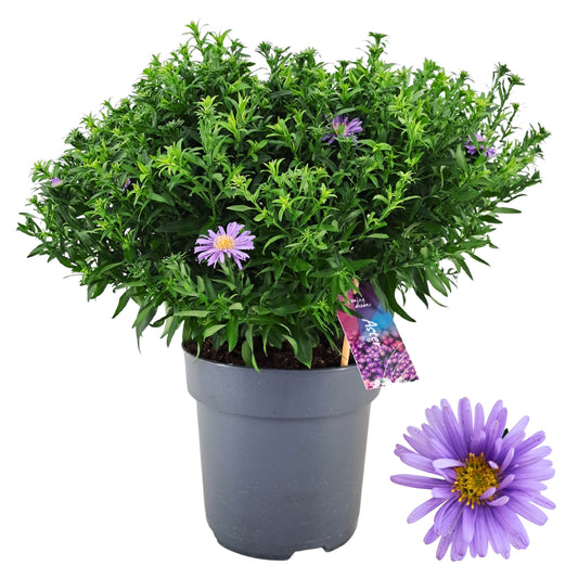 Aster Alpha Dark Purple Launch 40cm 17cm Pot