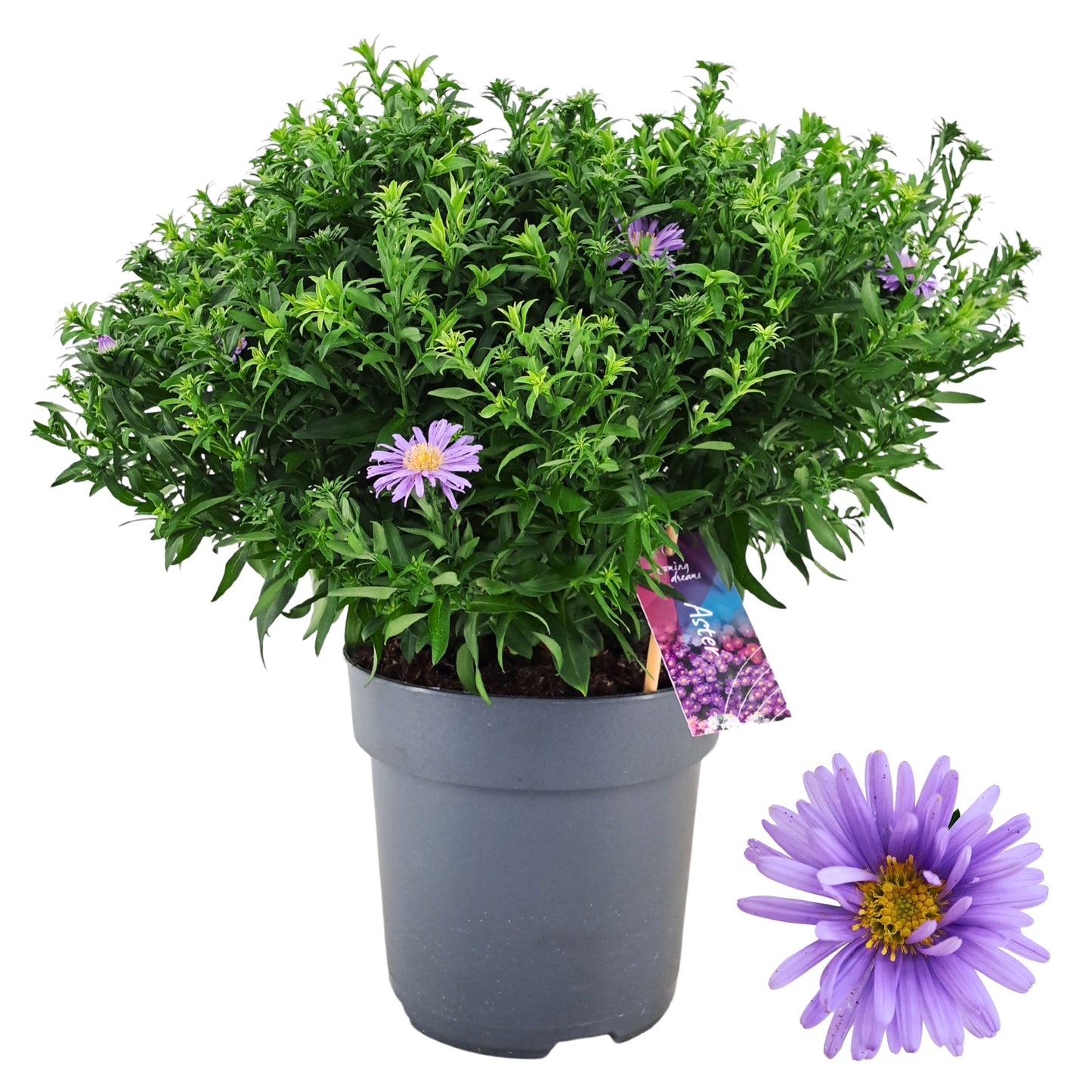 Aster Alpha Dark Purple Launch 40cm 17cm Pot