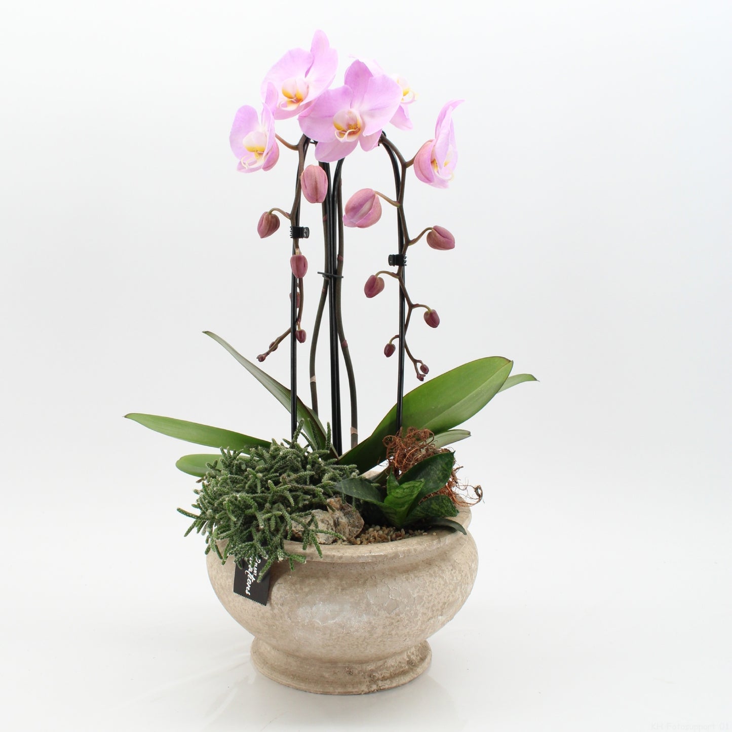 Phalaenopsis arrangement 60cm 25cm Pot