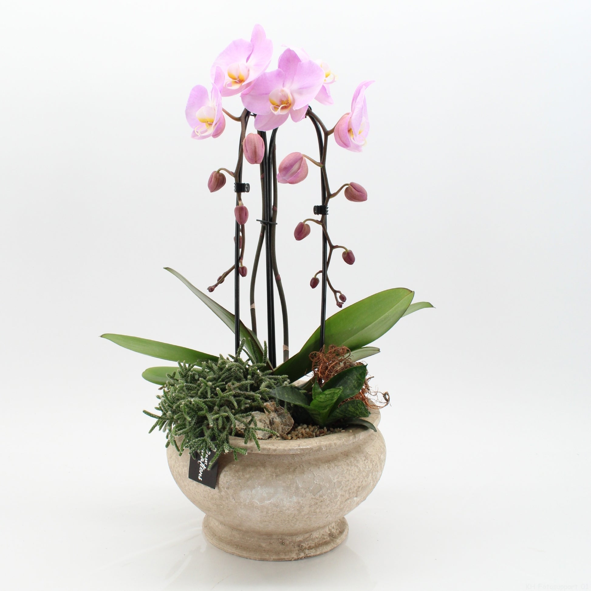 Phalaenopsis arrangement 60cm 25cm Pot