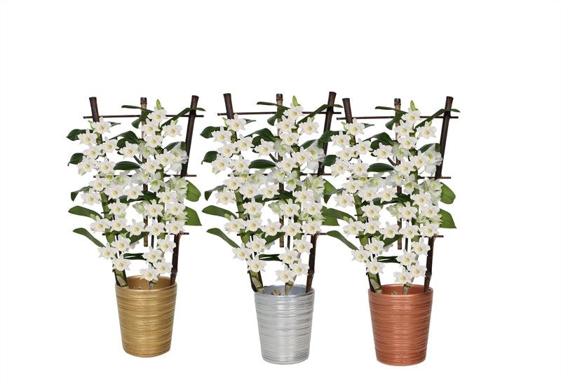 Dendrobium nobile white bow 50cm 12cm Pot
