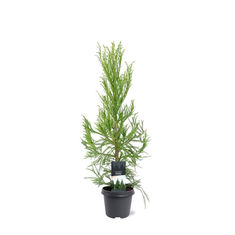 Cryptomeria japonica mix 90cm 23cm Pot