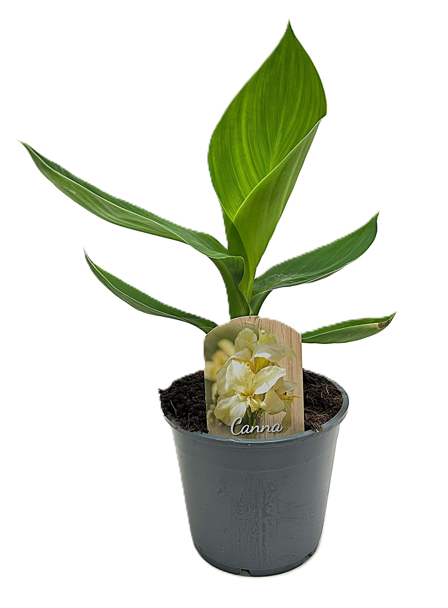 Canna Alaska 35cm 14cm Pot