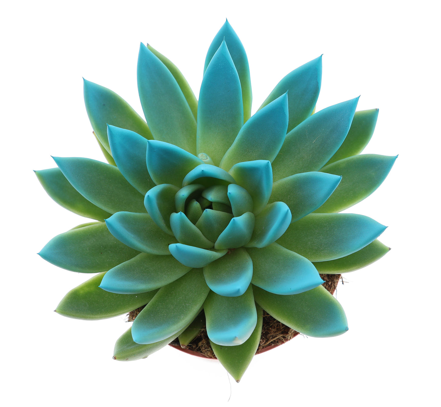Miranda tips sky blue 15cm 12cm Pot