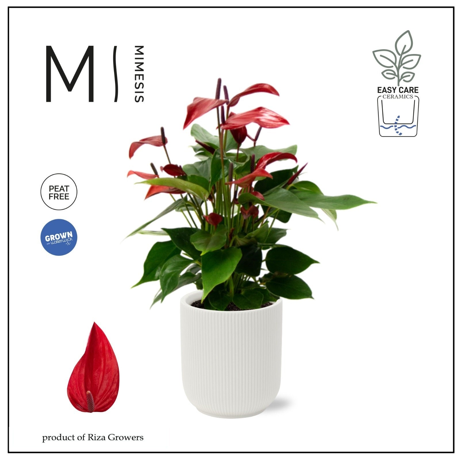 Anthurium Banderola Lava 43cm 12cm Pot