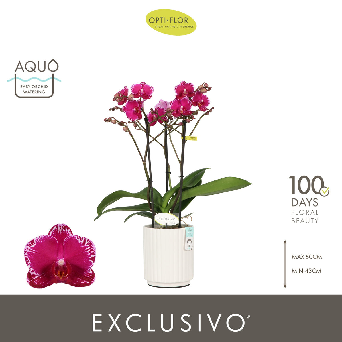 Phalaenopsis Purple 45cm 12cm Pot