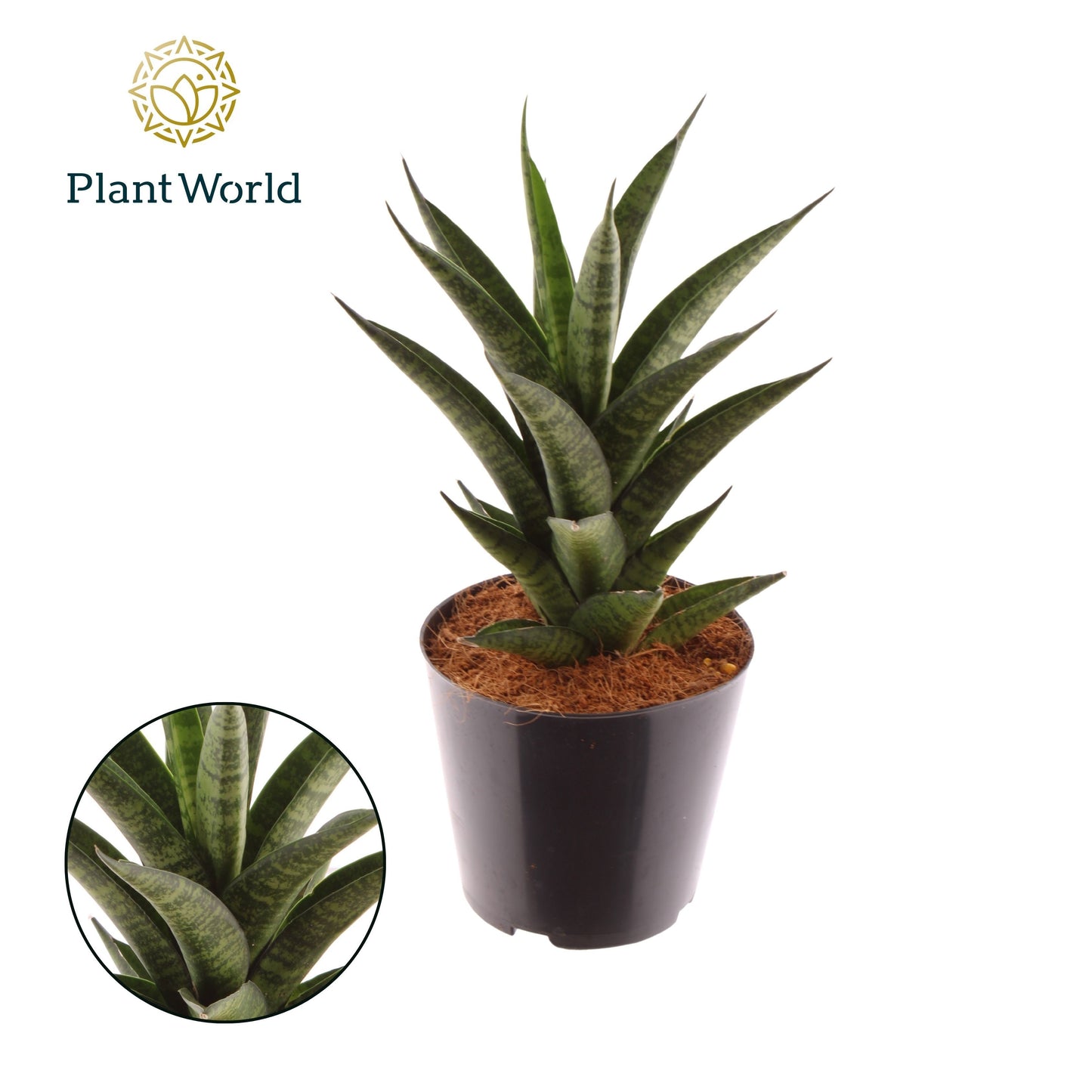 Sansevieria Samurai 30cm 12cm Pot