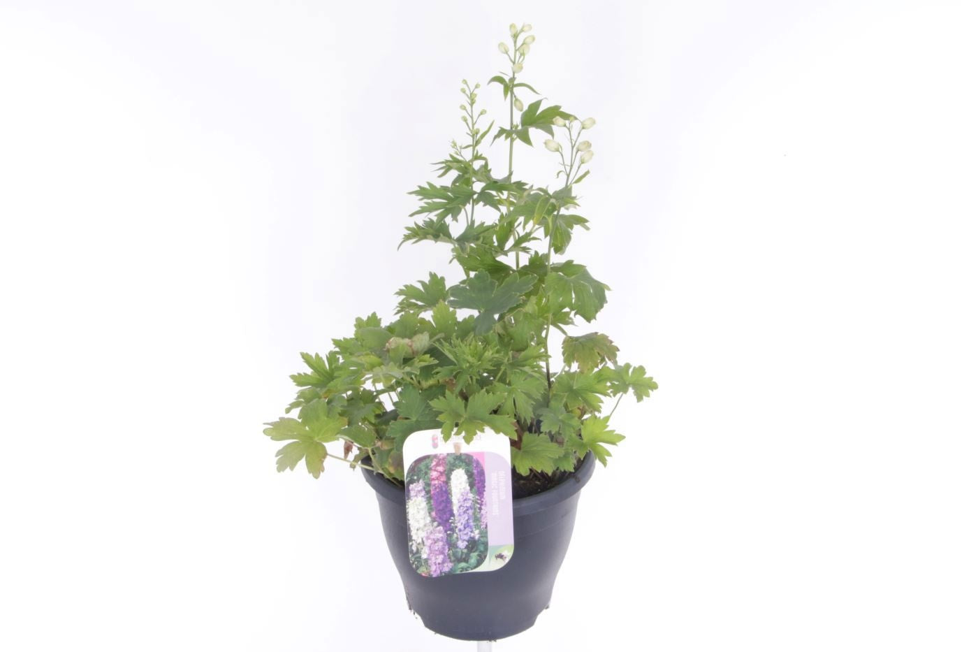 Delphinium mix 50cm 23cm Pot