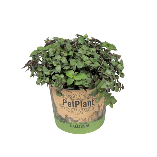 Calissia repens PetPlant in potcover 17cm 12cm Pot