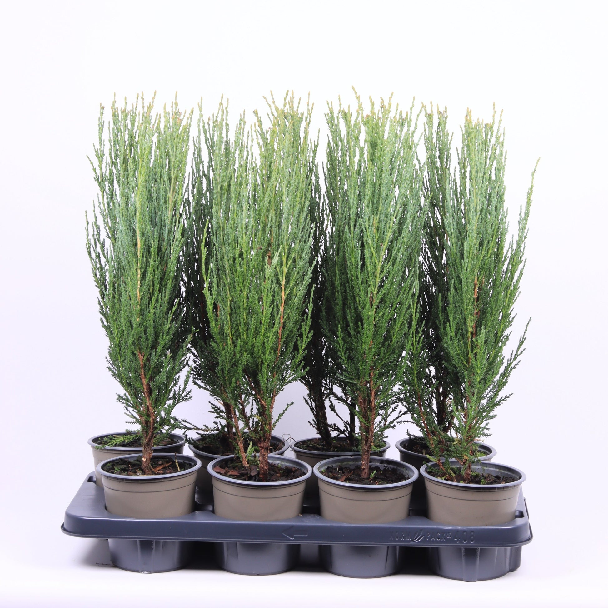 Juniperus Blue Arrow 50cm 13cm Pot