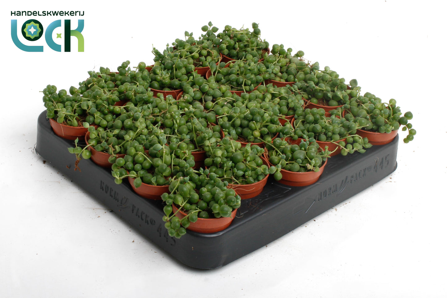 Senecio rowleyanus 505cm Pot