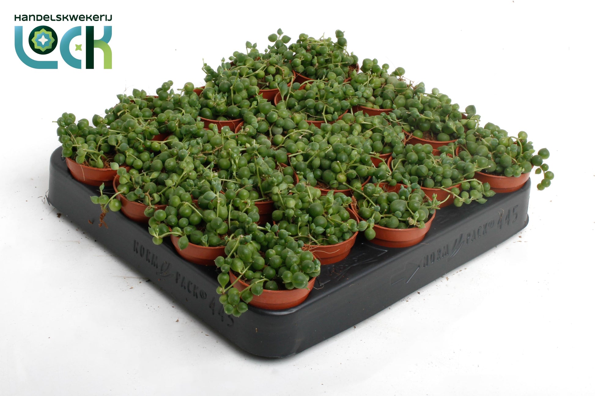Senecio rowleyanus 505cm Pot