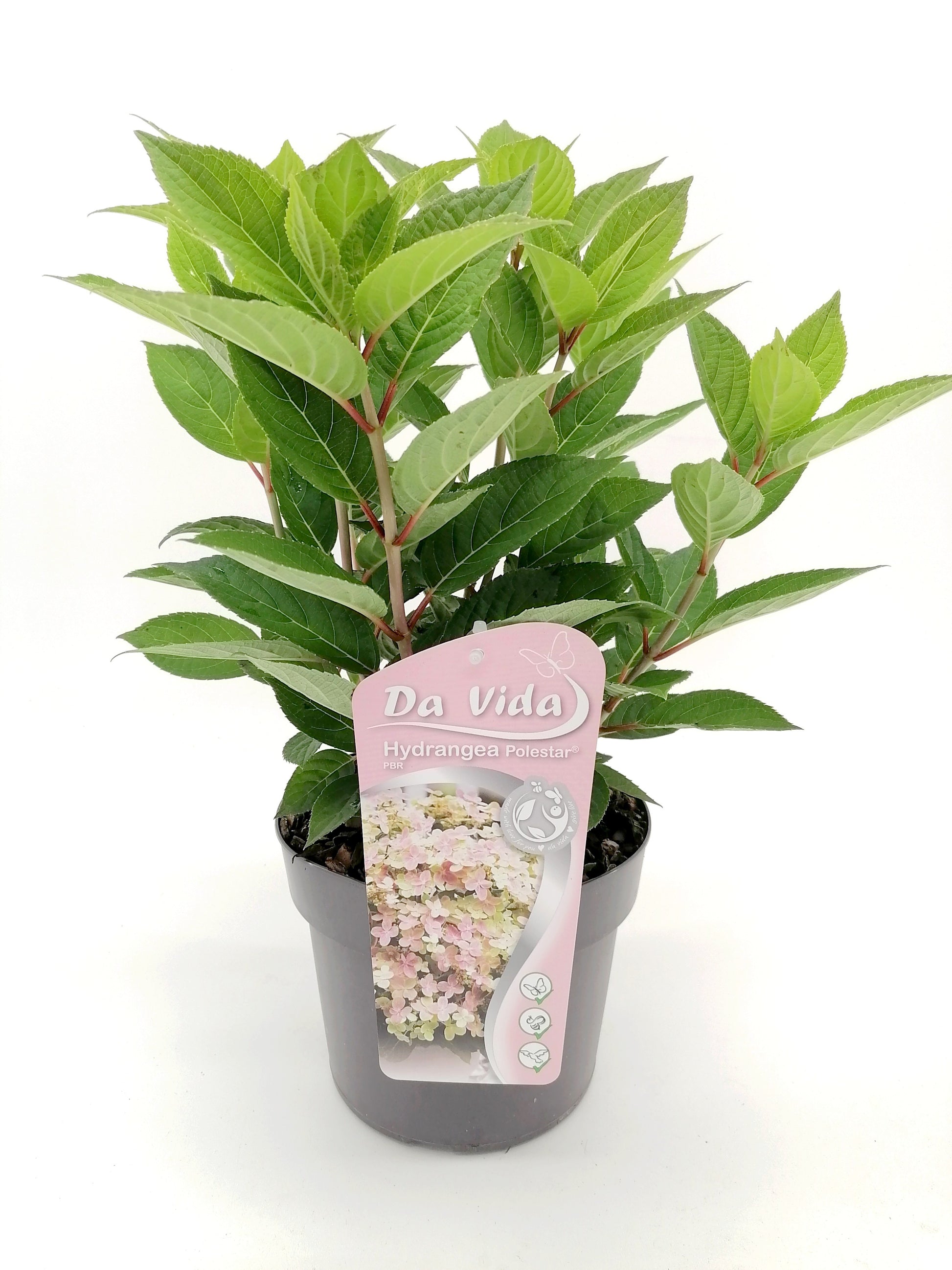 Hydrangea pan. Polestar 30cm 19cm Pot