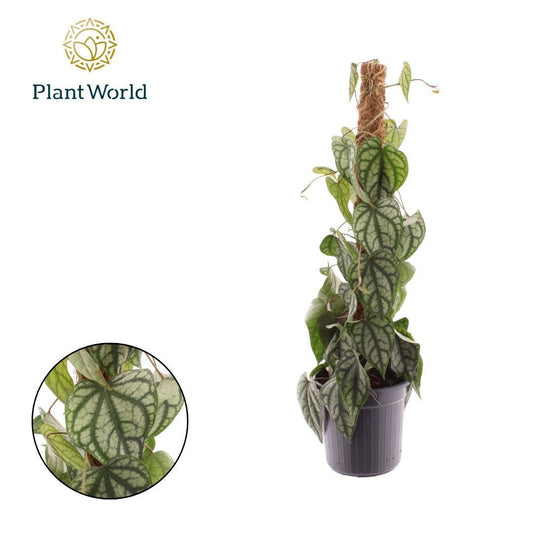 Piper sylvaticum 60cm 16cm Pot