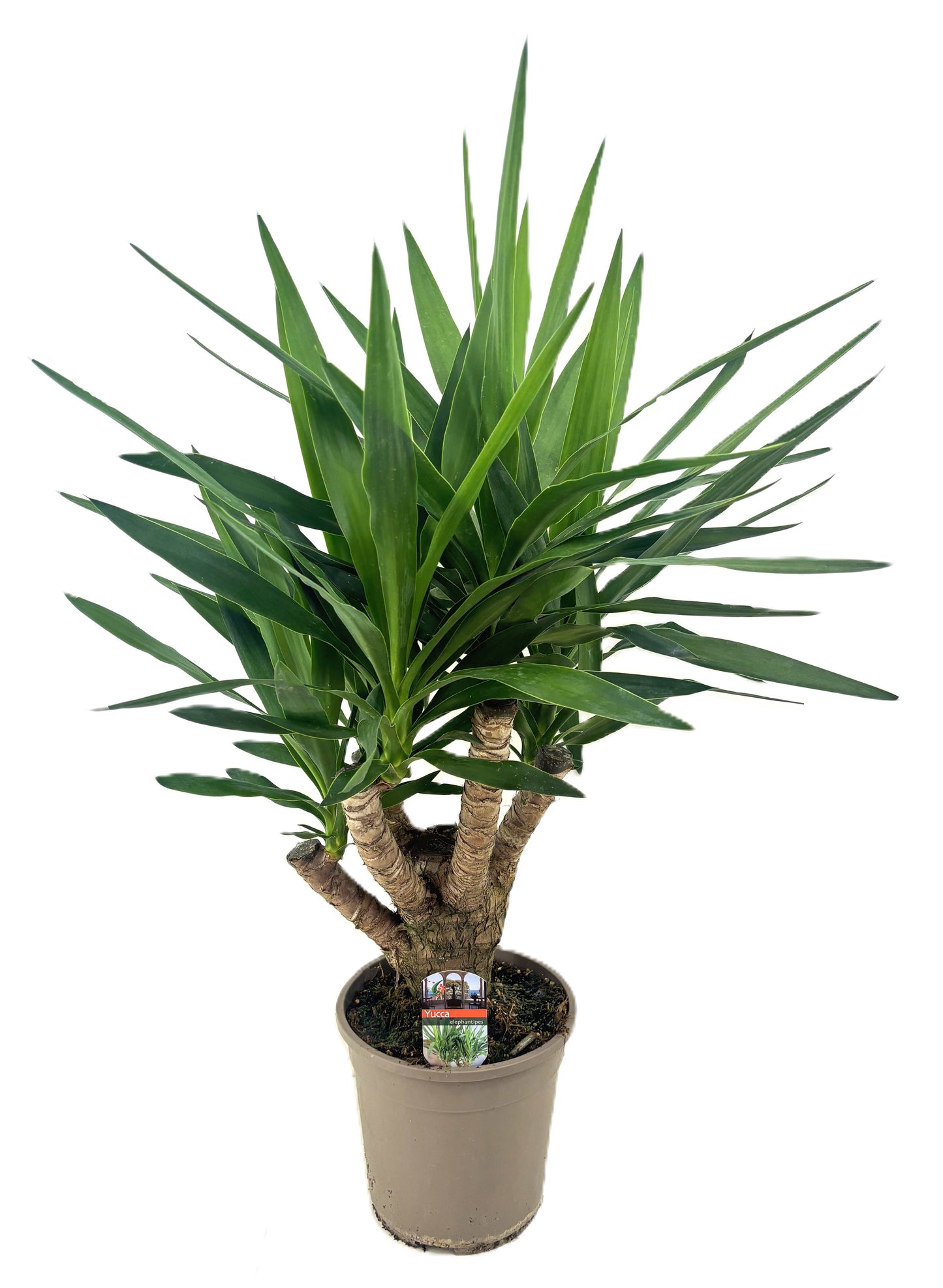 Yucca elephantipes 130cm 24cm Pot