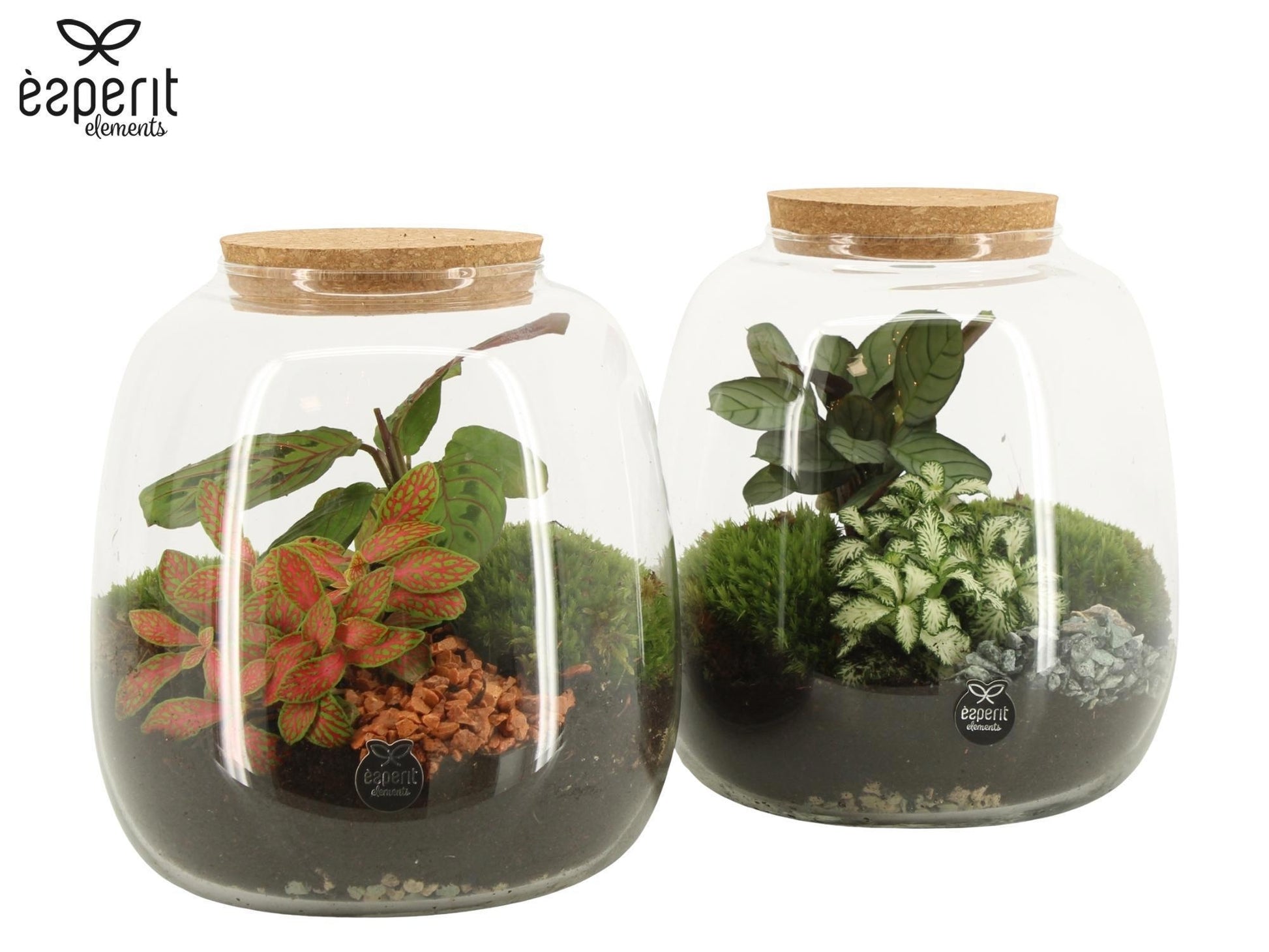 Esperit Elements Vof Glass Terrarium Pack of 2