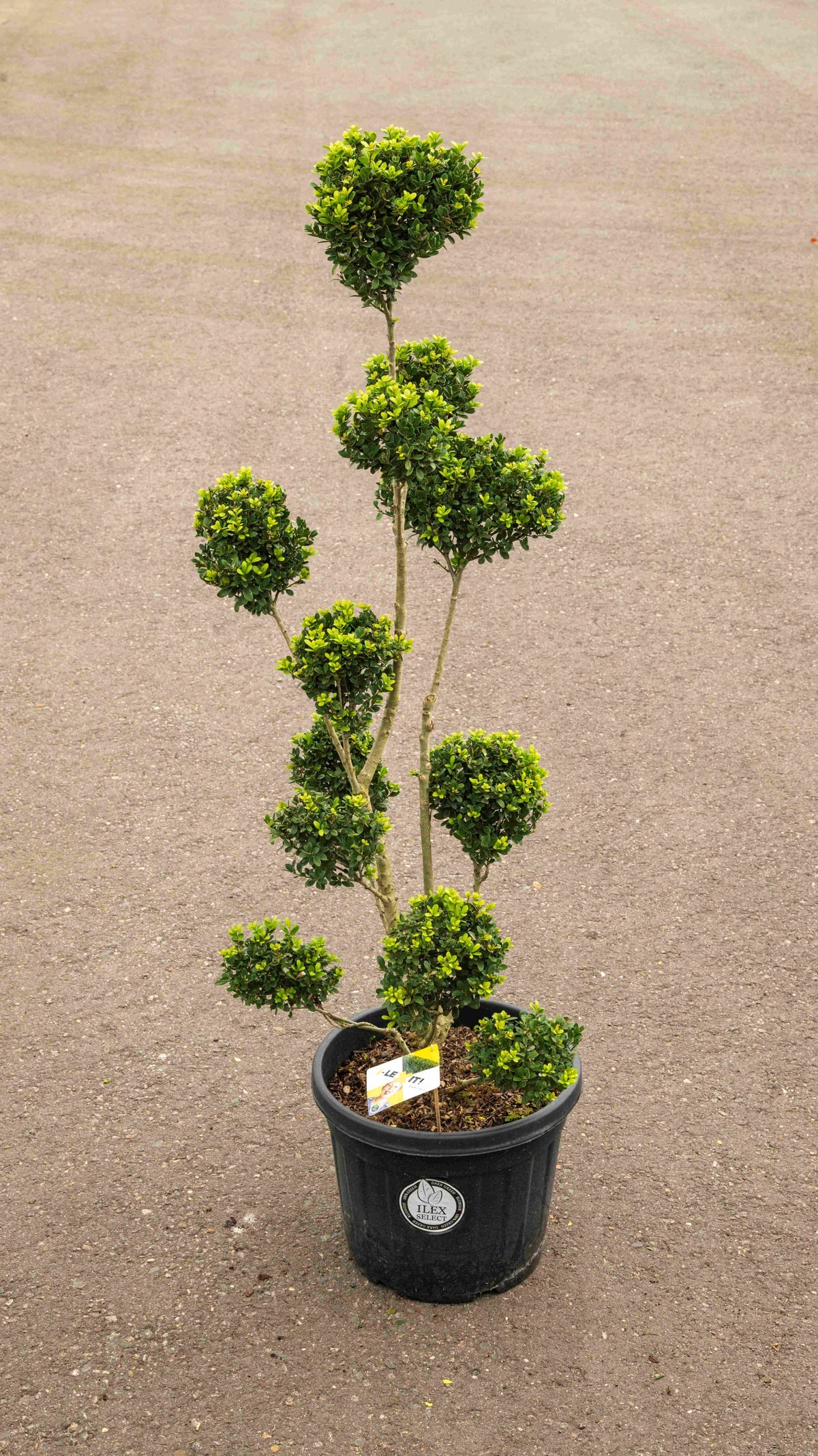 Ilex crenata Dark Green 160cm 45cm Pot