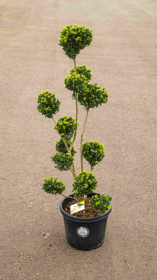 Ilex crenata Dark Green 160cm 45cm Pot
