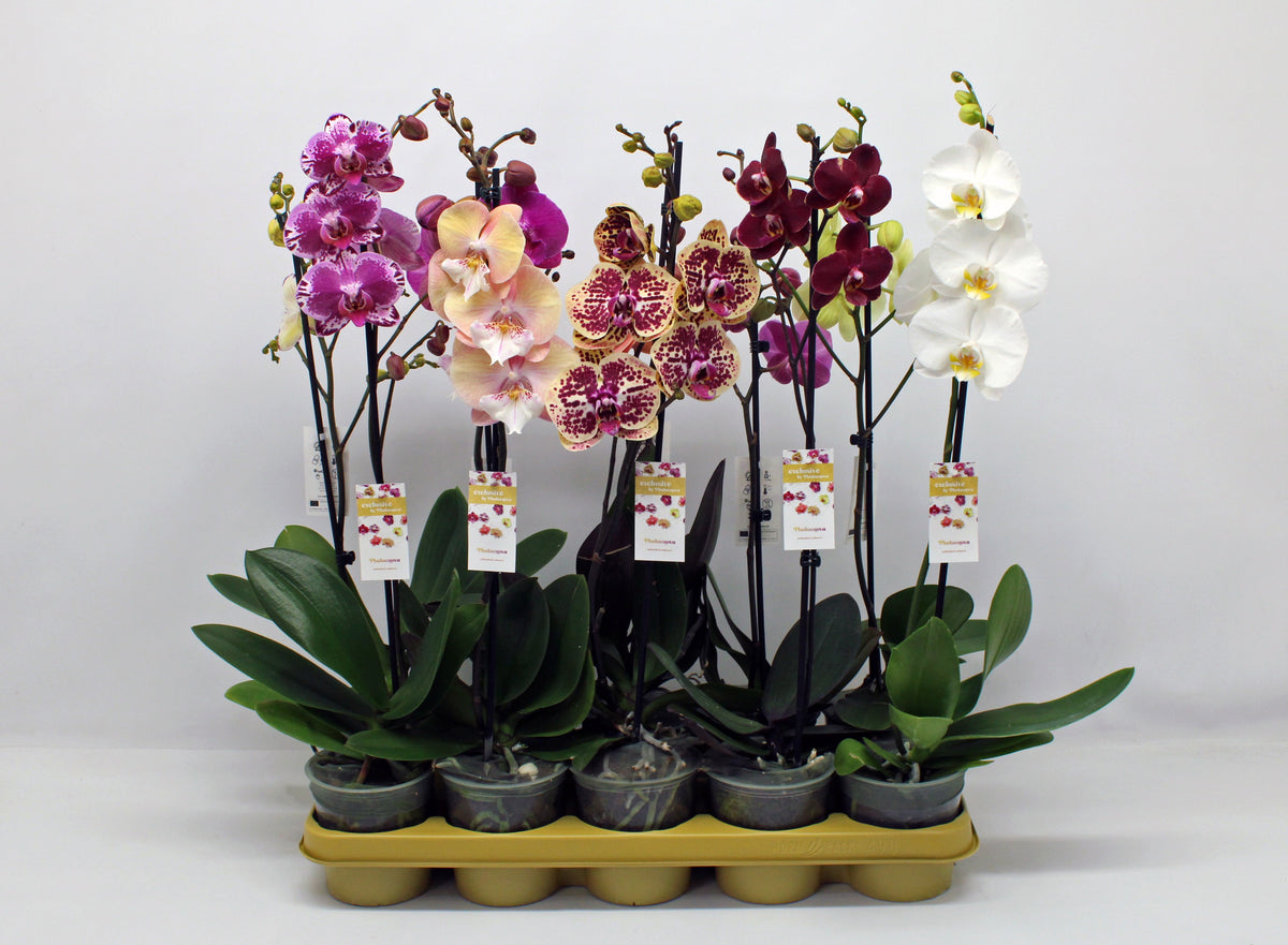 Phalaenopsis mix 10 colors 60cm 12cm Pot