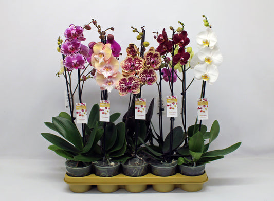 Phalaenopsis mix 10 colors 60cm 12cm Pot