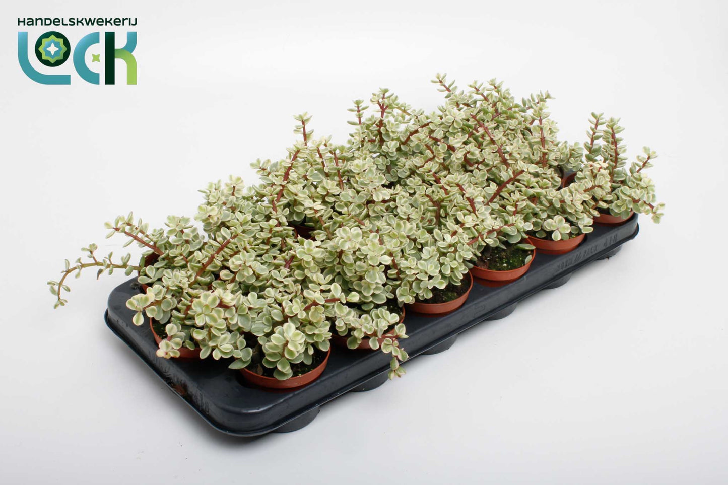 Lock, Handelskwekerij Portulacaria afra Variegata Pack of 12