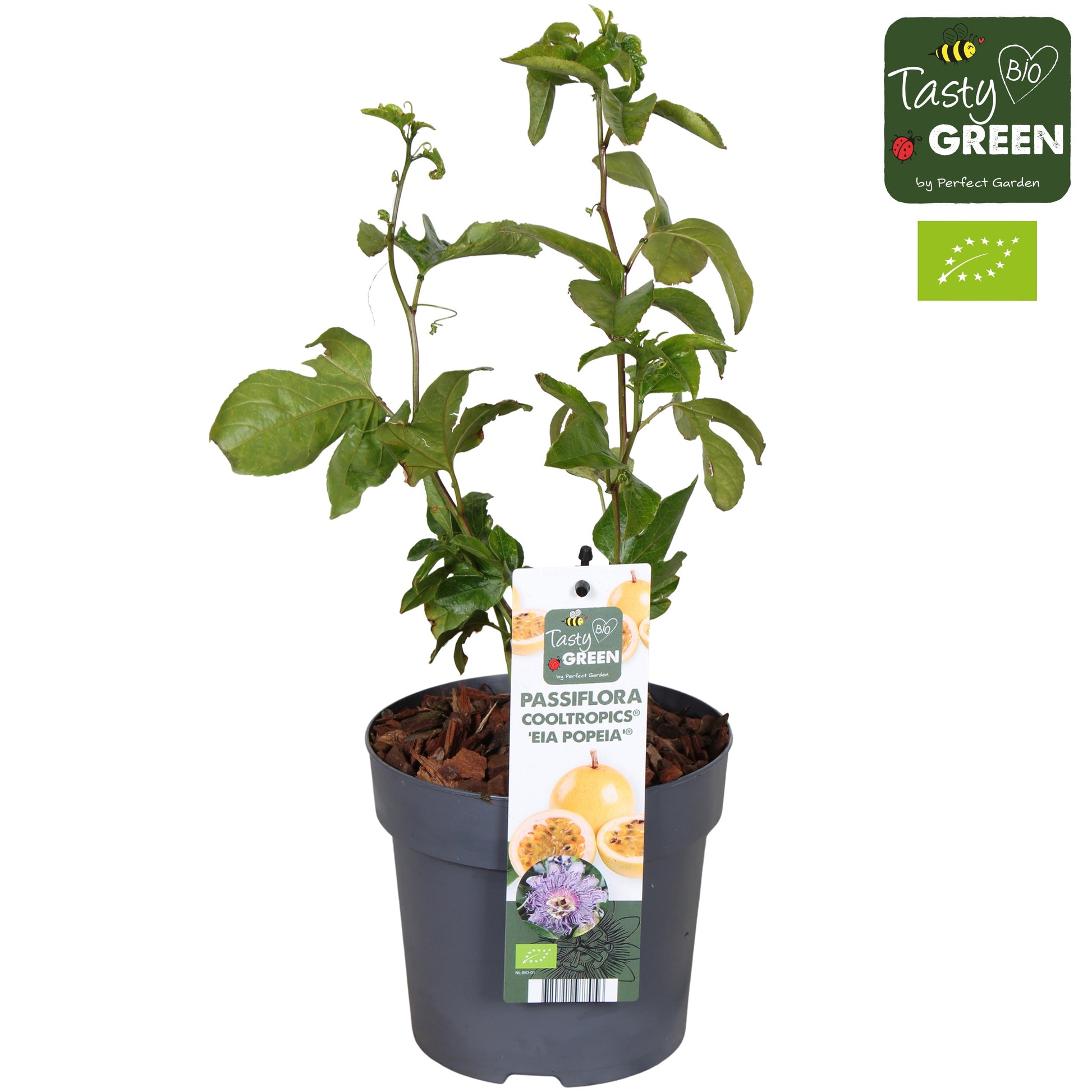 Passiflora caerulea 30cm 14cm Pot