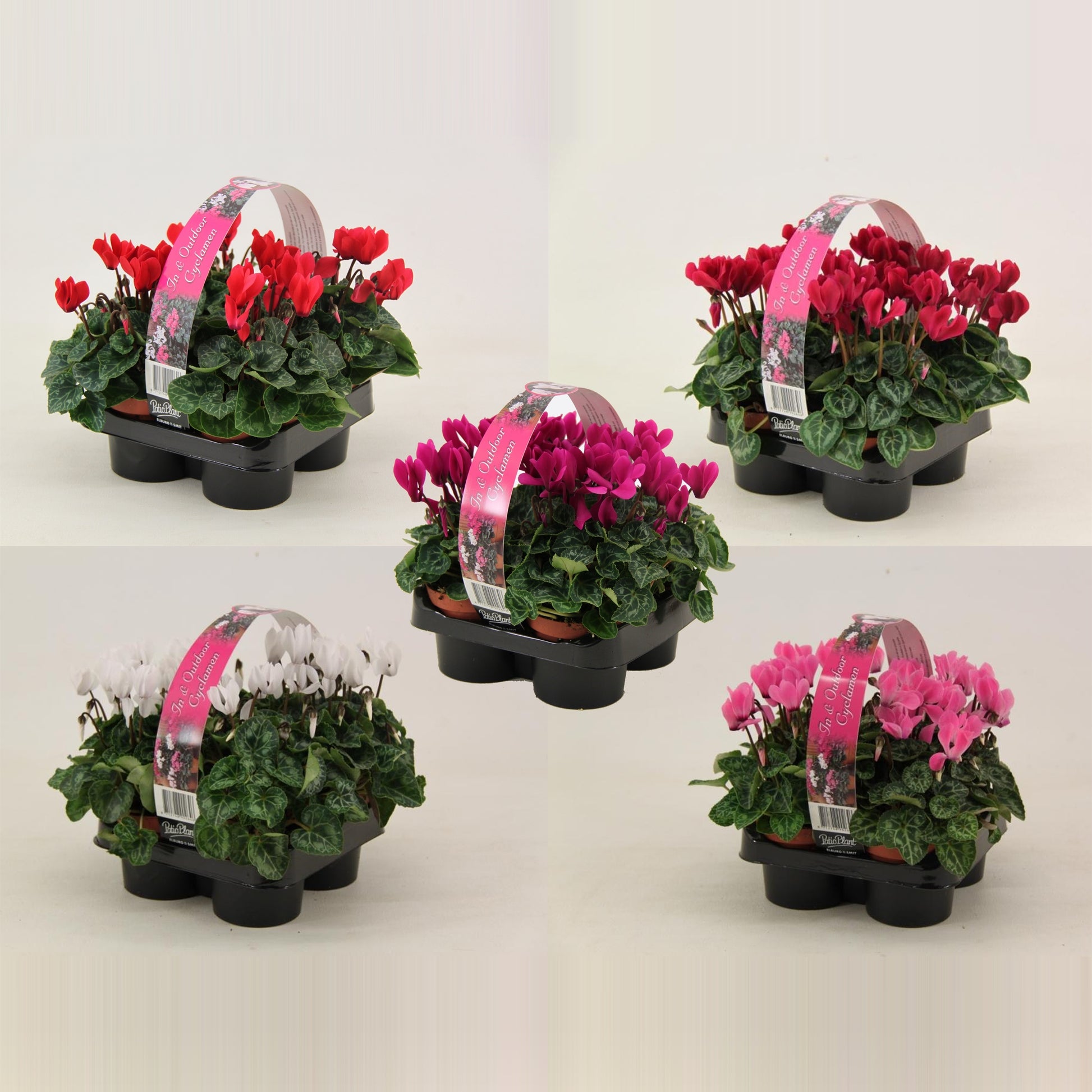 CYCLAMEN MIX 20cm 9cm Pot