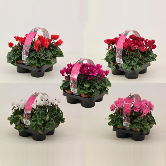 Cyclamen Verano Mix 20cm 9cm Pot