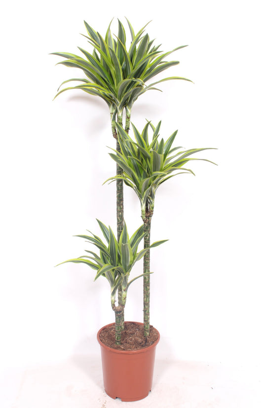 Dracaena fragrans Lemon Lime 160cm 24cm Pot