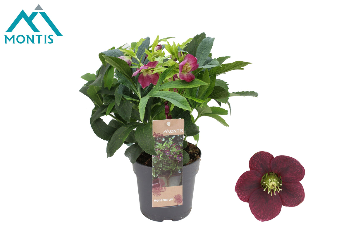 helleborus-ori-early-red-26cm-12cm-pot-hor12cm
