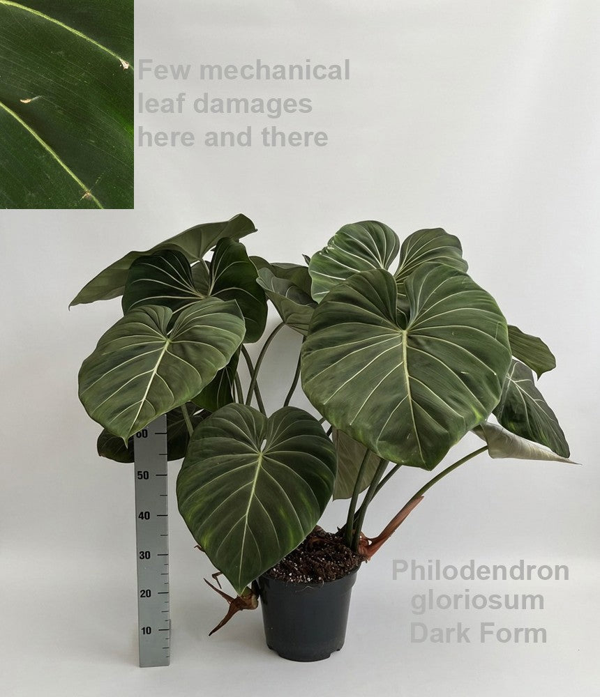 Philodendron scandens 100cm 27cm Pot