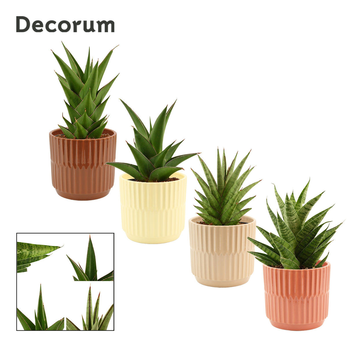 Sansevieria 25cm 12cm Pot