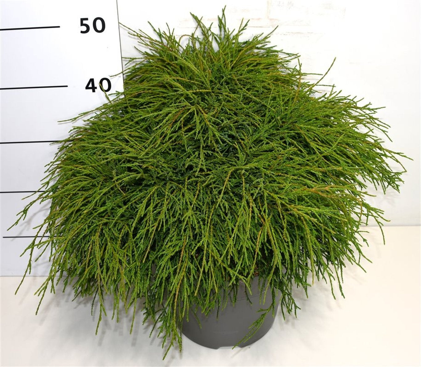 Chamaecyparis Filifera Nana 45cm 26cm Pot