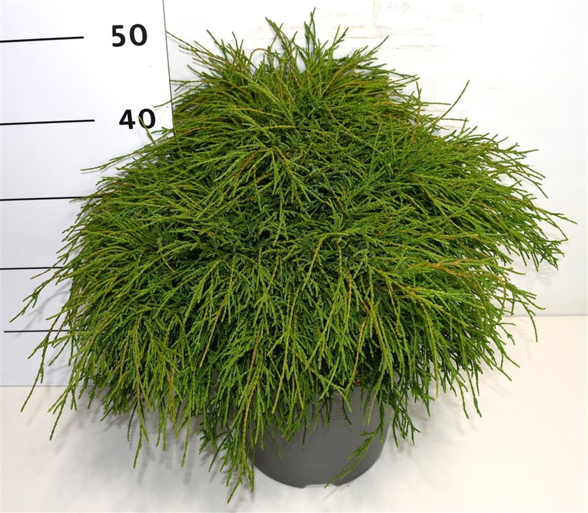 Chamaecyparis Filifera Nana 50cm 26cm Pot