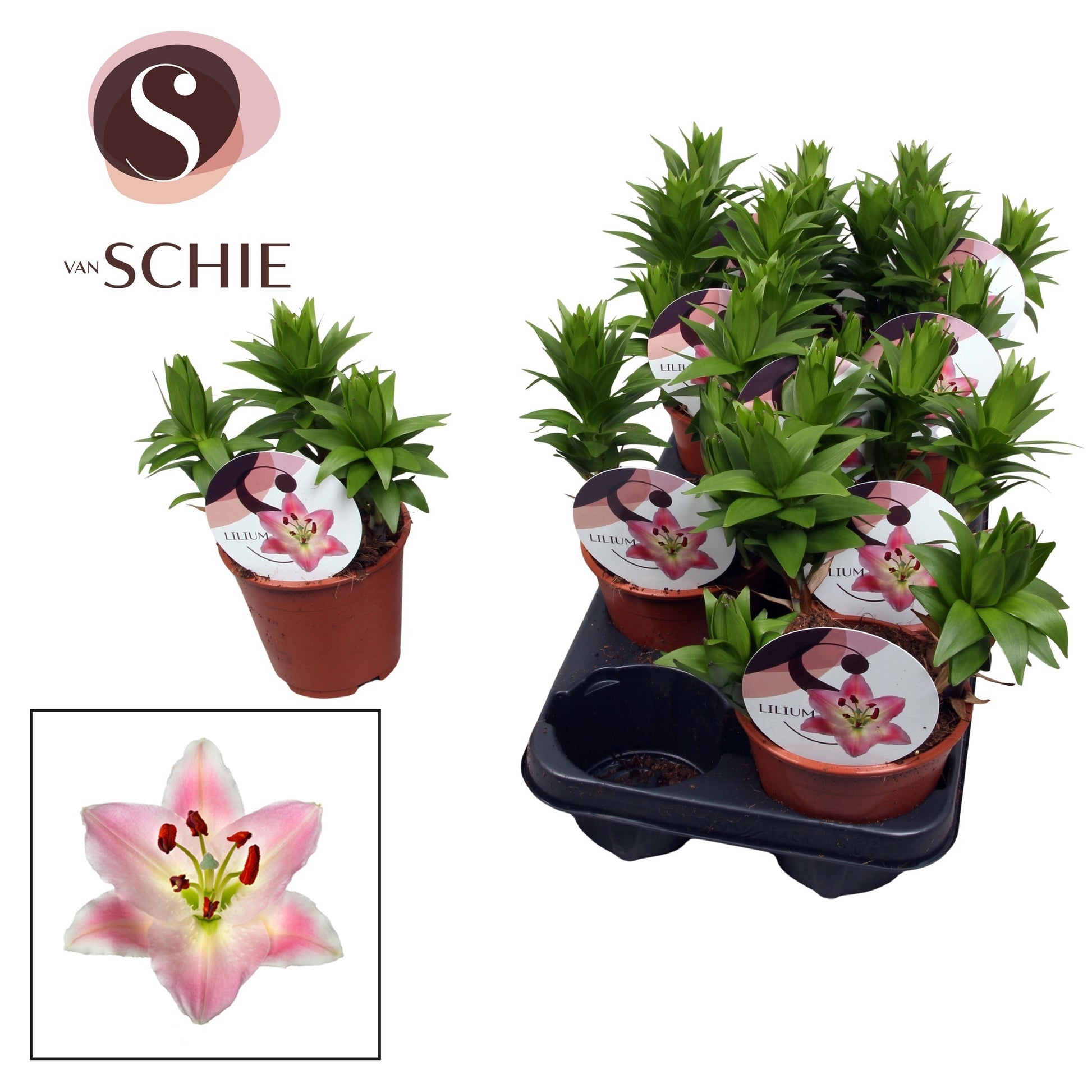 Schie Van Lilium garden mix Pack of 9