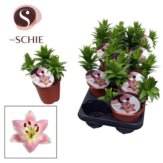 Lilium garden mix 20cm 13cm Pot
