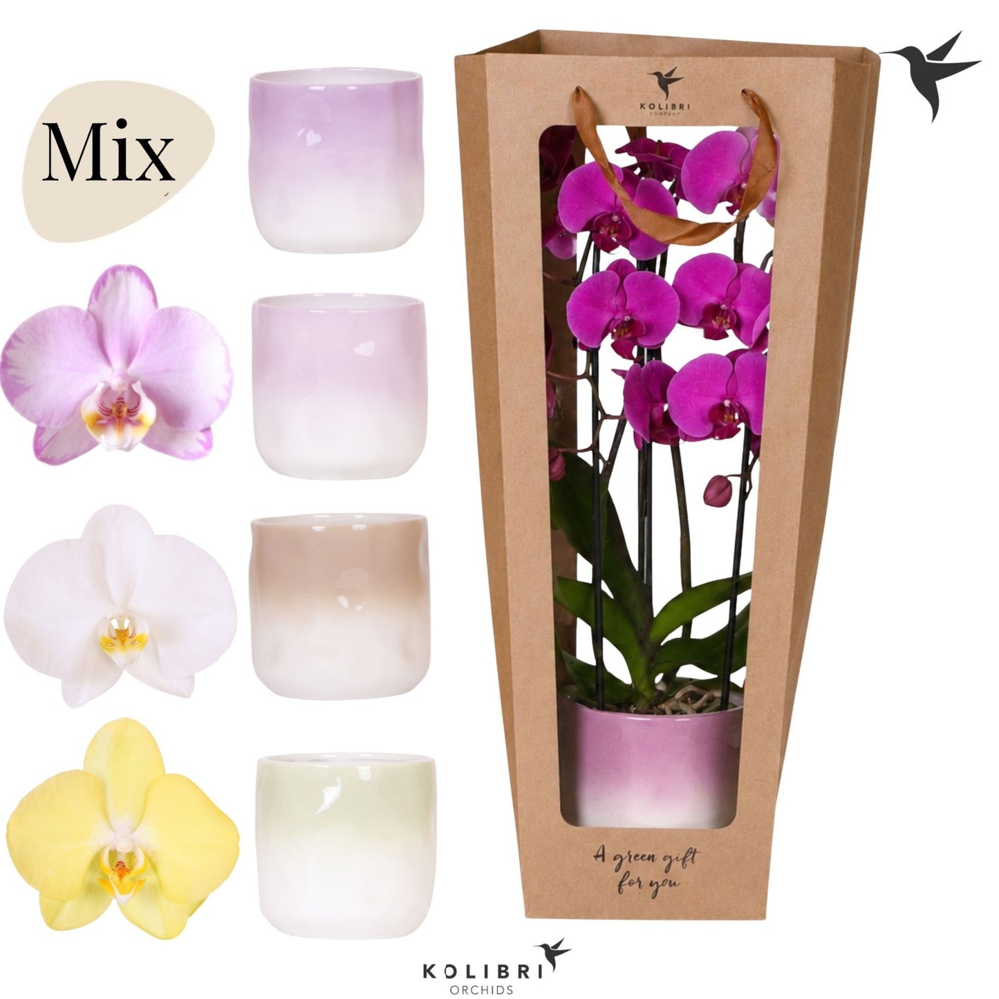 Phalaenopsis Elegant cascade 45cm 12cm Pot
