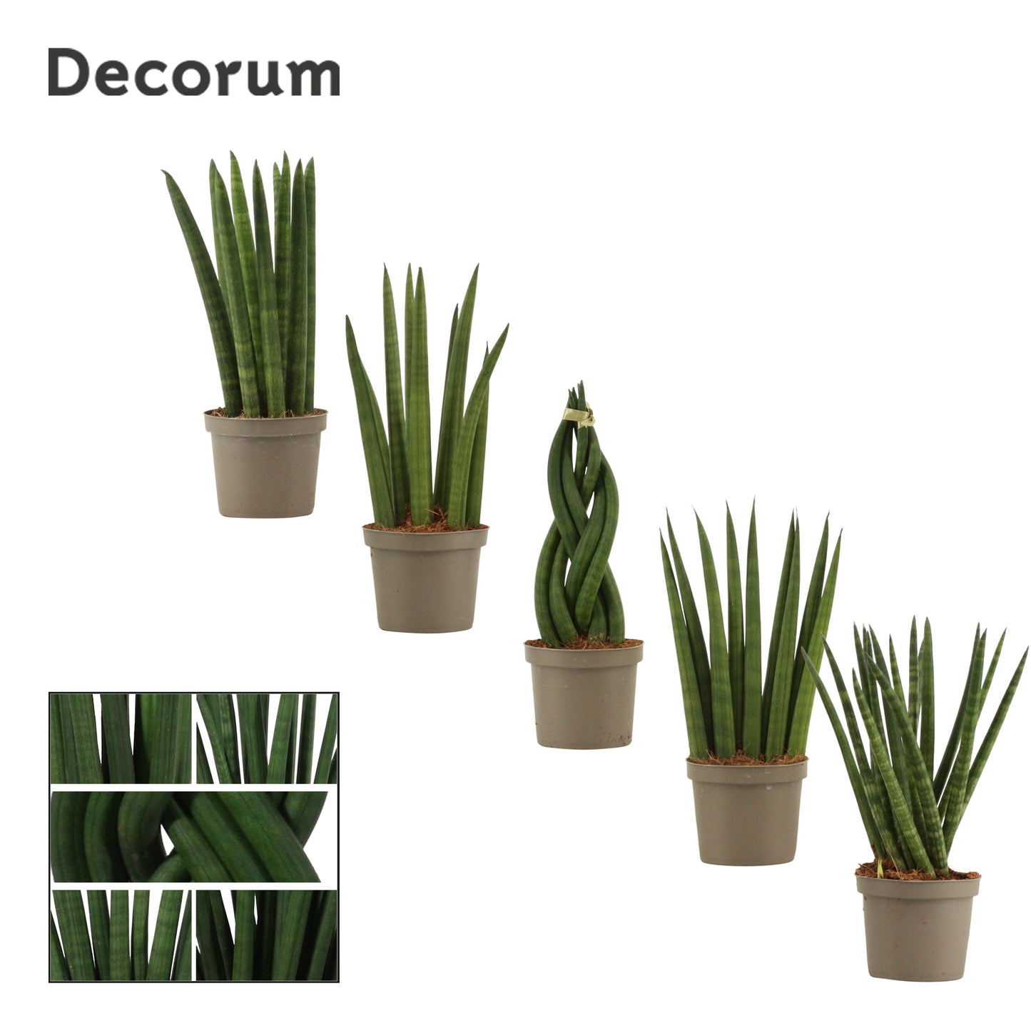 Sansevieria cylindrica mix 25cm 9cm Pot