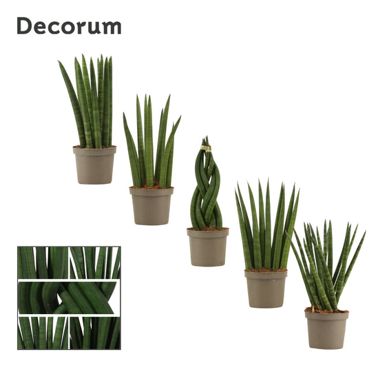 Sansevieria cylindrica mix 25cm 9cm Pot