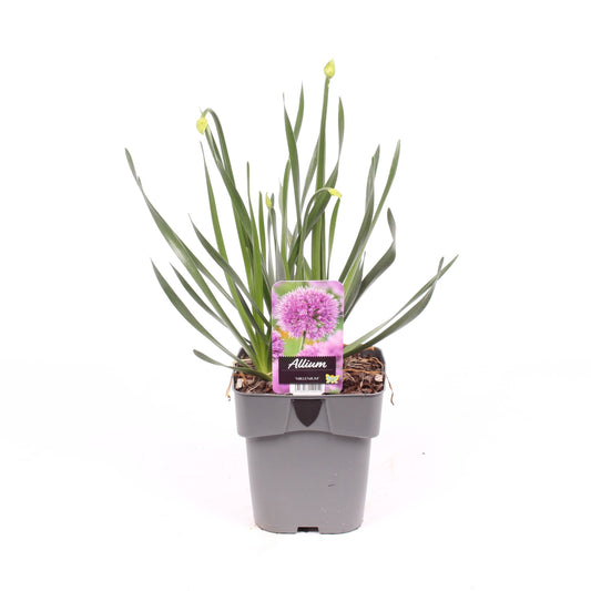 Allium Millennium 40cm 17cm Pot