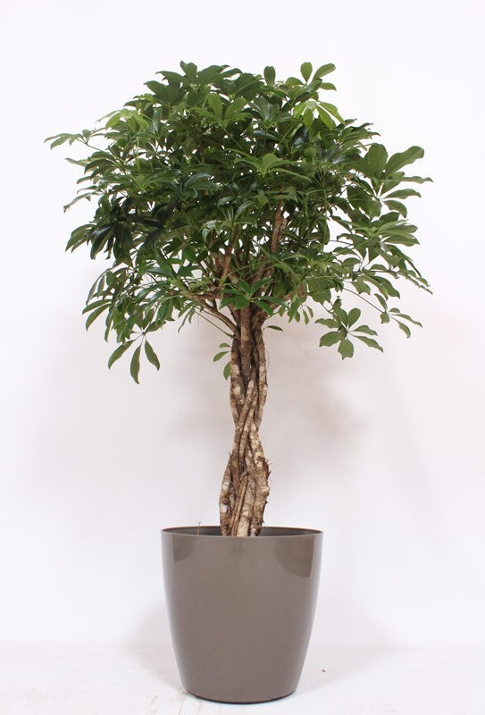 Schefflera Compacta 130cm 36cm Pot