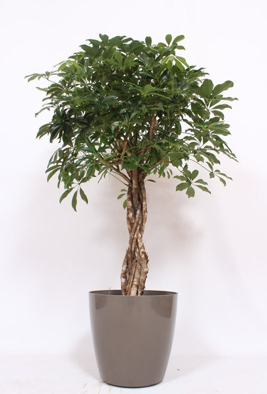 Schefflera Compacta 130cm 36cm Pot