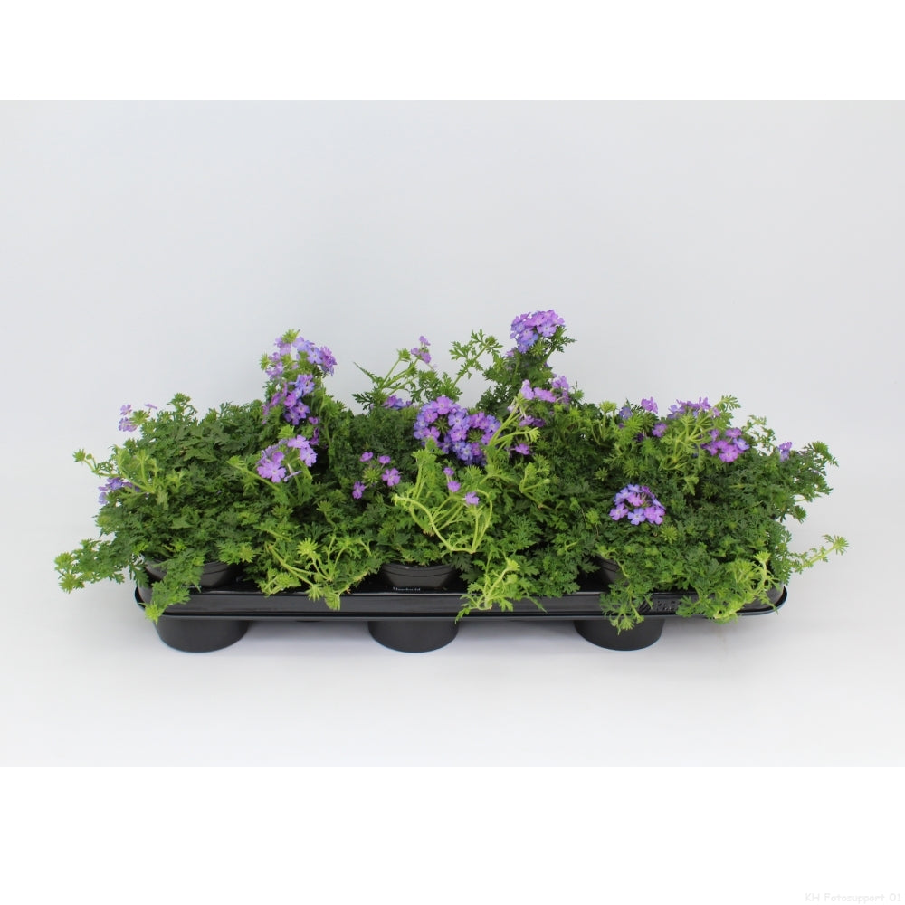 Verbena Temari Lilac 15cm 510cm Pot