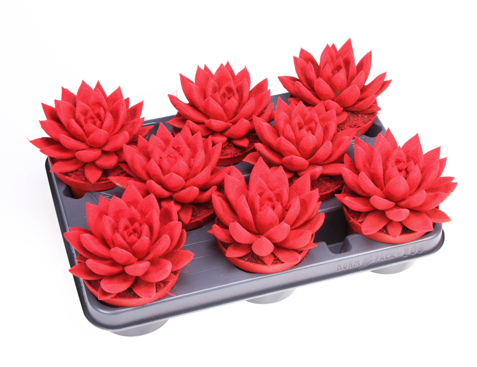 Miranda velvet red 12cm 10.5cm Pot